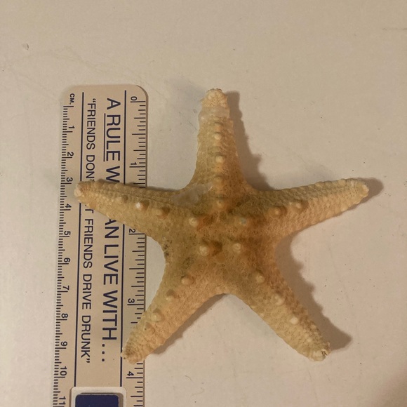 Starfish Sea Shells - Picture 6 of 11